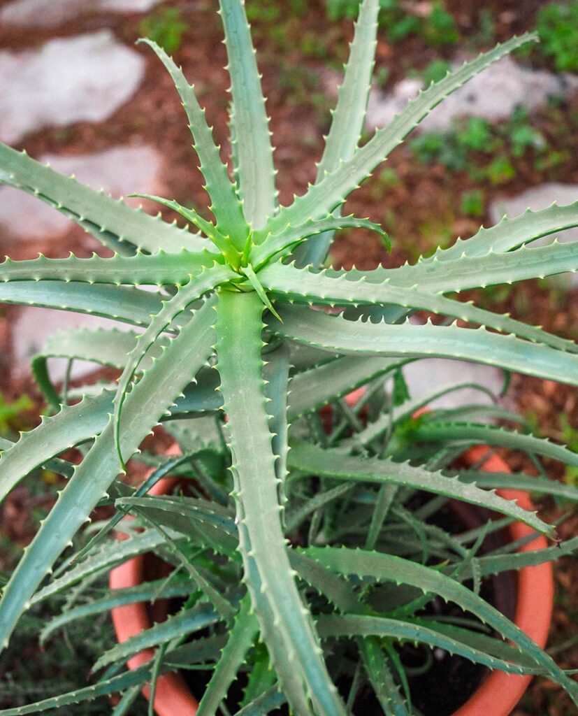 aloe-arborescens-vs-aloe-vera-diafores