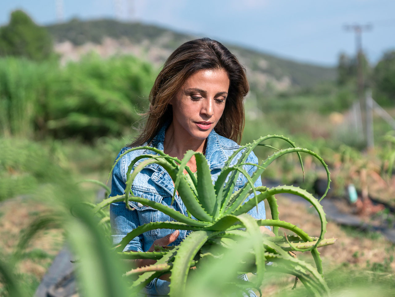must-have-aloe-arborescens-viologiki-aloi-26 must-have-aloe-arborescens-viologiki-aloi