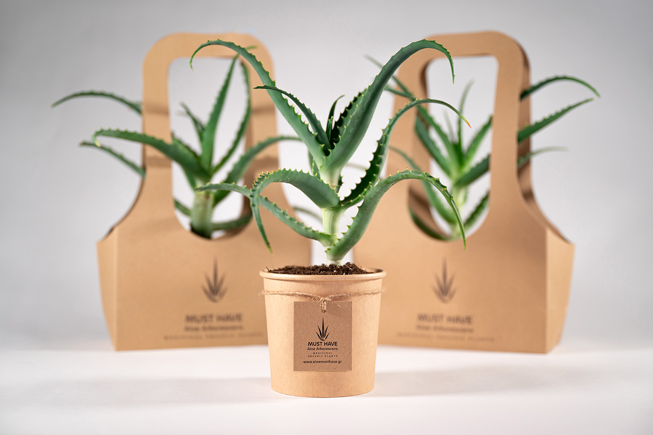 must-have-aloe-arborescens-proionta-fito