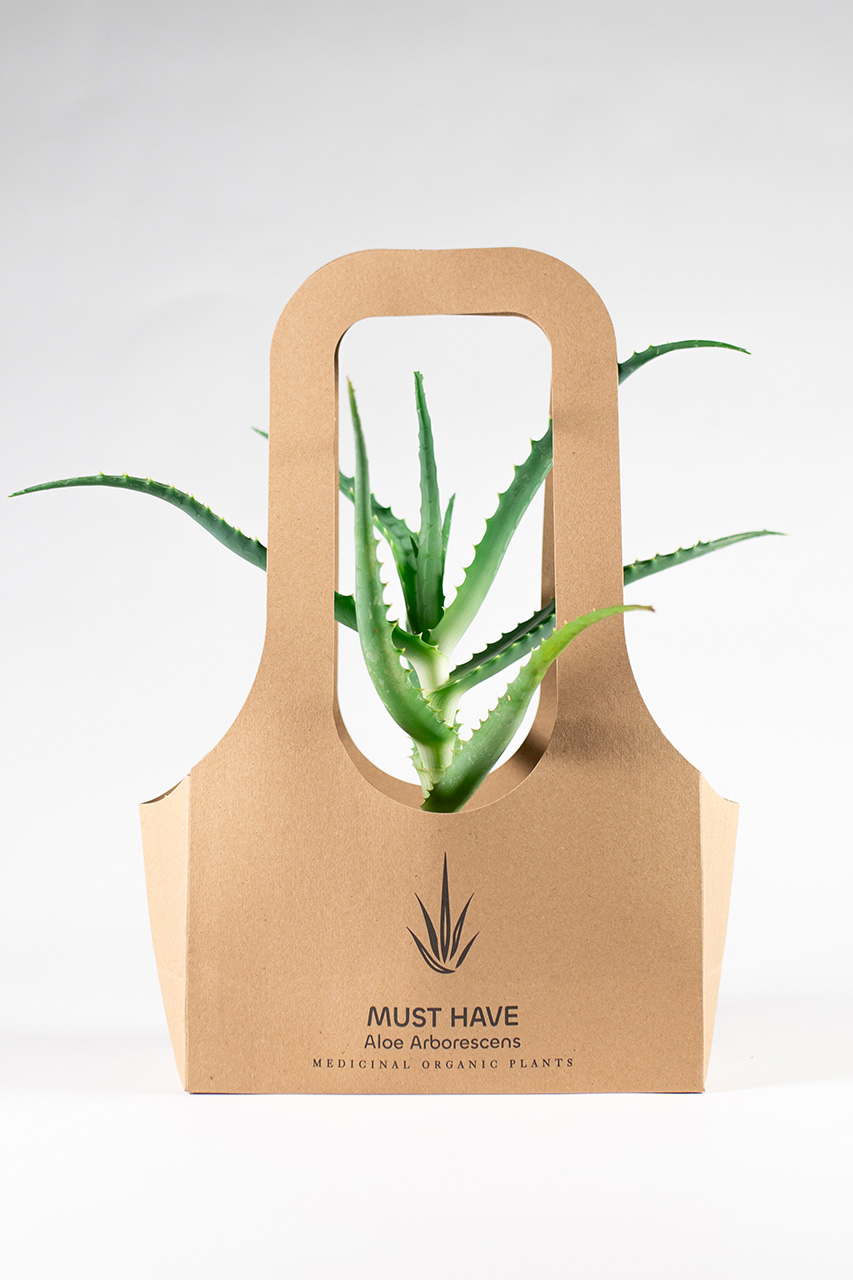 must-have-aloe-arborescens-proionta-fito