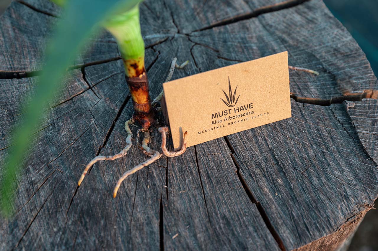 must-have-aloe-arborescens-proionta-mosxevmata