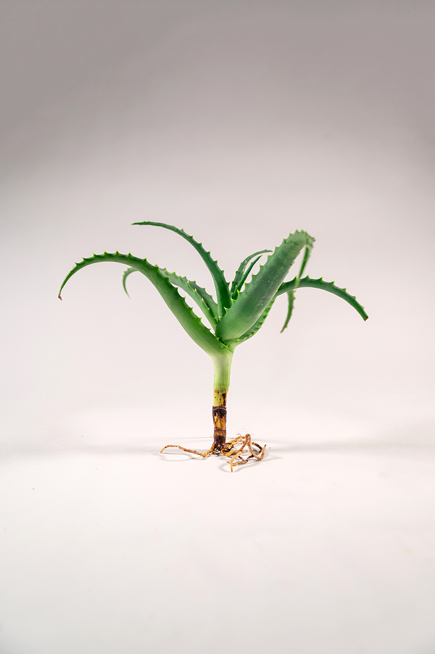 must-have-aloe-arborescens-proionta-mosxevmata