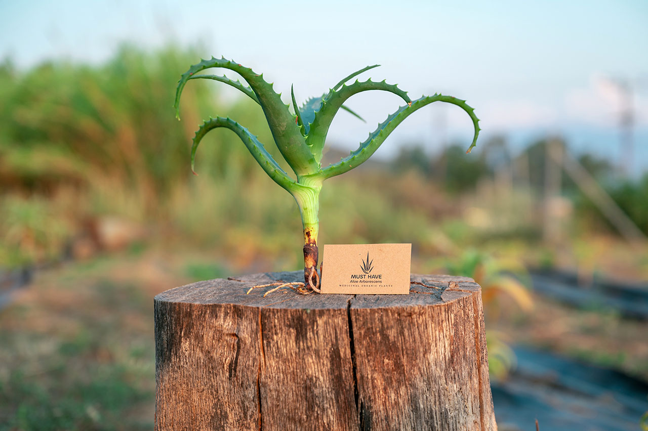 must-have-aloe-arborescens-proionta-mosxevmata