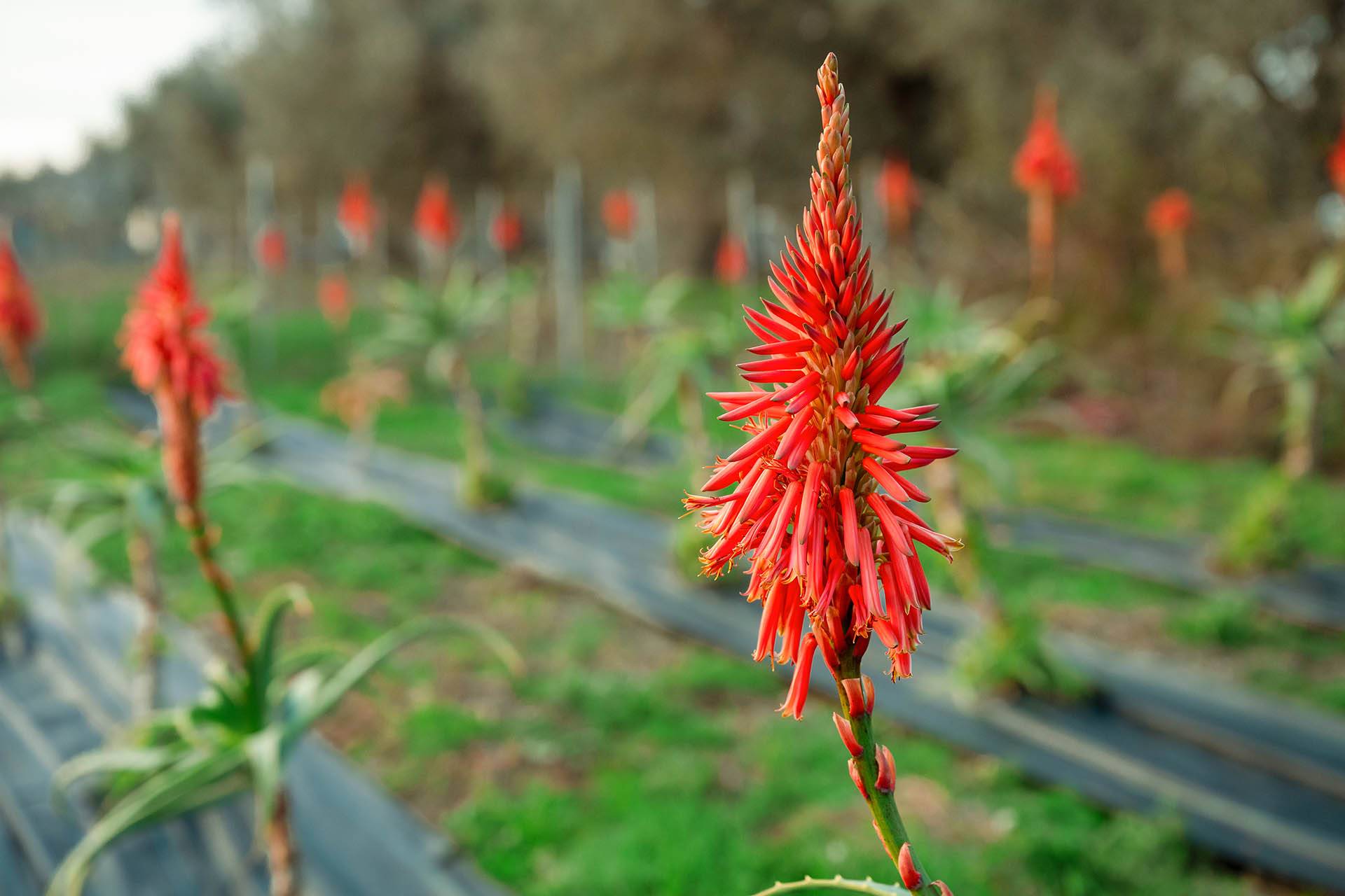 must-have-aloe-arborescens-farmakeftika-fita