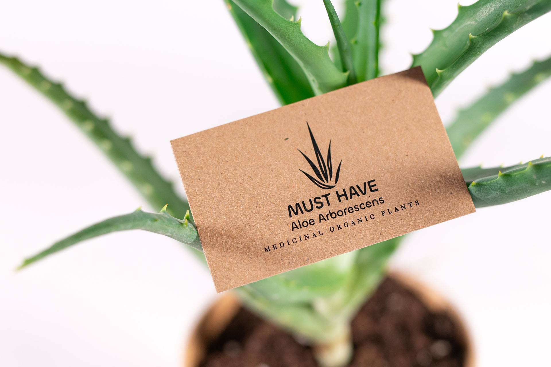 must-have-aloe-arborescens-farmakeftika-fita
