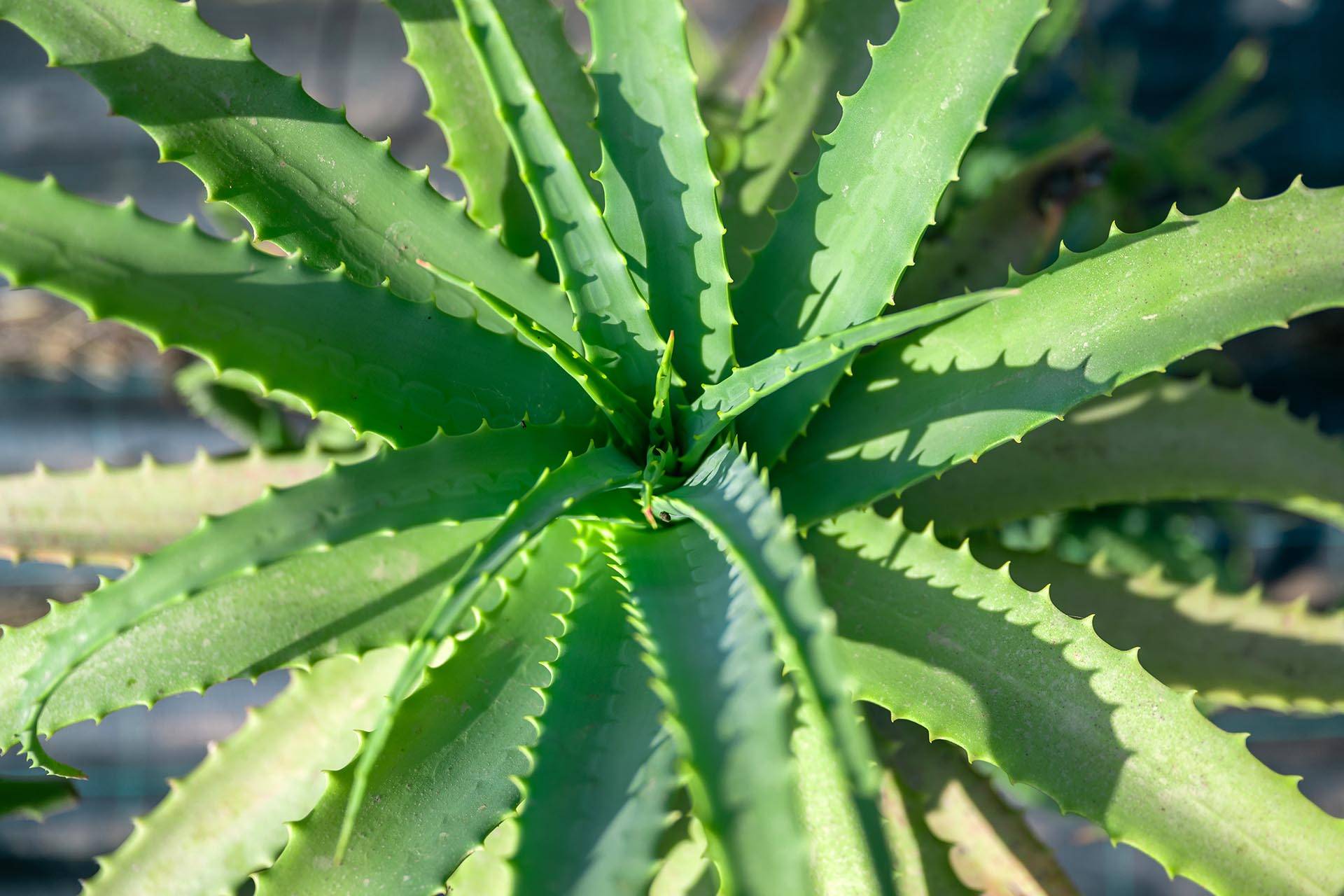 must-have-aloe-arborescens-farmakeftika-fita